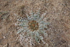 Onopordum acaulon