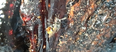 Trigona fulviventris