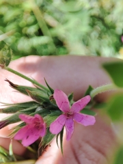 Dianthus armeria