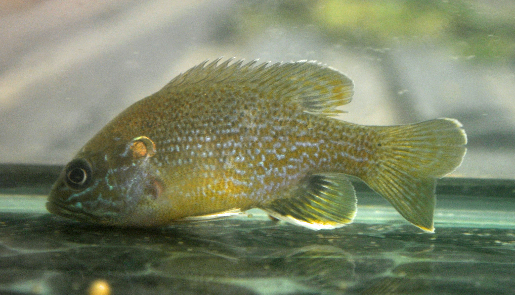 Green hotsell sunfish care