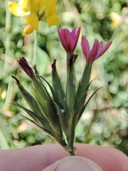 Dianthus armeria