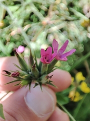 Dianthus armeria