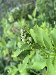 Dasineura salicifoliae