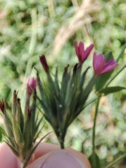 Dianthus armeria
