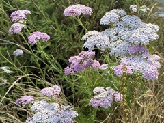 Achillea millefolium