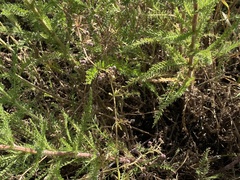 Achillea millefolium