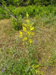 Verbascum pyramidatum