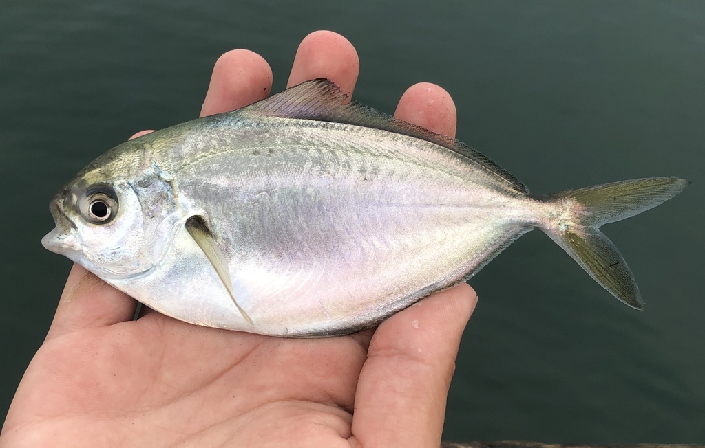 Pacific Pompano