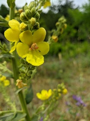 Verbascum pyramidatum