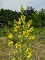 Verbascum pyramidatum