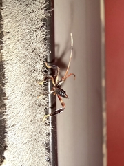 Acanthocephala terminalis