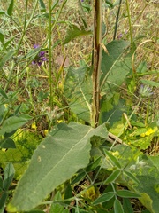 Verbascum pyramidatum