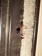 Acanthocephala terminalis