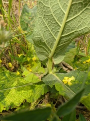 Verbascum pyramidatum