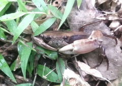 Phallangothelphusa