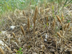 Phleum paniculatum