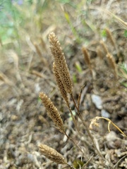 Phleum paniculatum