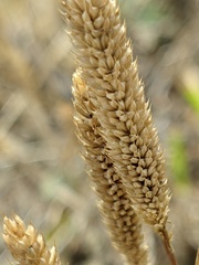 Phleum paniculatum