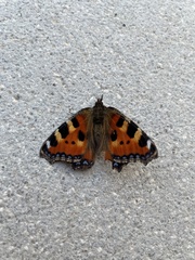 Aglais urticae