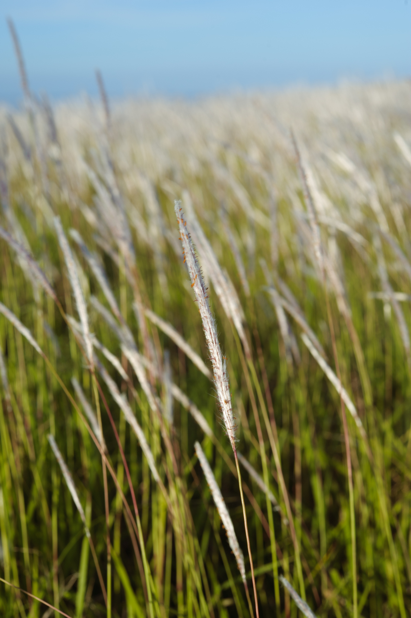 Imperata
