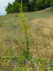 Verbascum pyramidatum