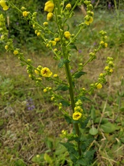 Verbascum pyramidatum