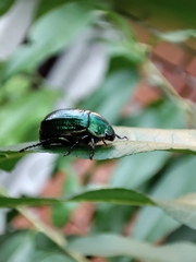 Anomala vitis