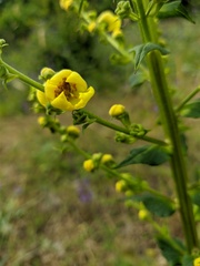 Verbascum pyramidatum