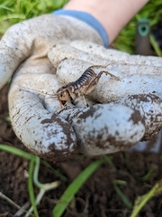 Hemiandrus bilobatus