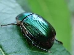 Anomala vitis