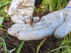 Hemiandrus bilobatus