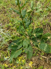 Verbascum pyramidatum