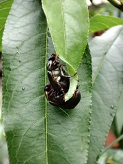 Anomala vitis