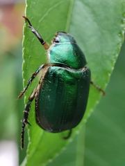 Anomala vitis