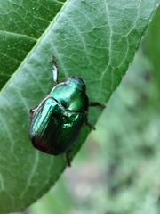 Anomala vitis