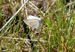 Lithostege farinata