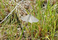 Lithostege farinata