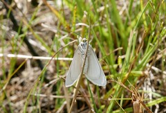 Lithostege farinata