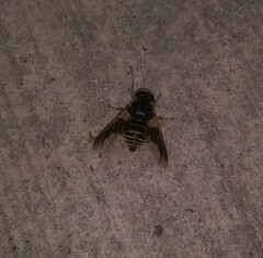 Goniops