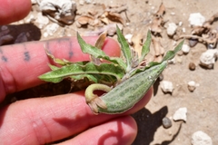 Asclepias prostrata