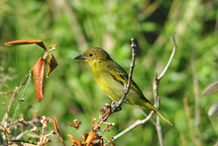 Hemithraupis flavicollis