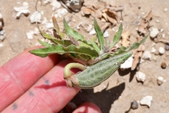 Asclepias prostrata