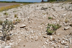 Asclepias prostrata