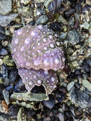 Strongylocentrotus purpuratus