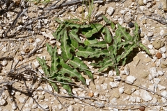 Asclepias prostrata
