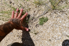 Asclepias prostrata