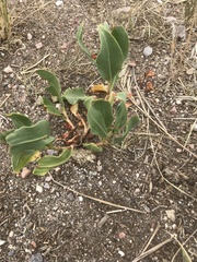 Rumex venosus