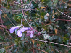 Vicia andicola