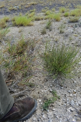 Asclepias prostrata