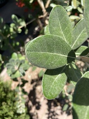Feijoa